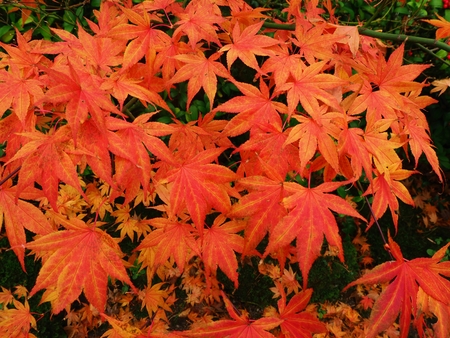 Vivid golden autumn leaves on a branch of a maple treeの写真素材