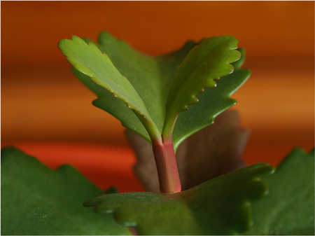 Green succulent leaves at the growing tip of a plant against a brown backgroundの写真素材