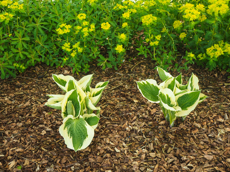 Hosta and flowering Euphorbia plants in a garden border with wood bark chippingsの写真素材