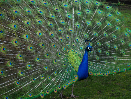 Male peacock displaying its tail feathers seen from the sideの写真素材