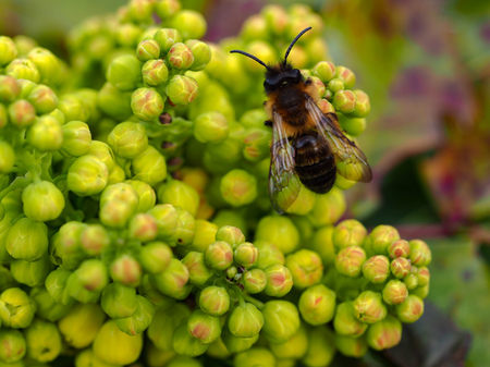 Honey bee on the yellow flower buds of a holly bushの写真素材