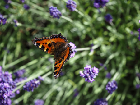 Small tortoiseshell butterfly (Aglais urticae) on a lavender plant in summerの写真素材