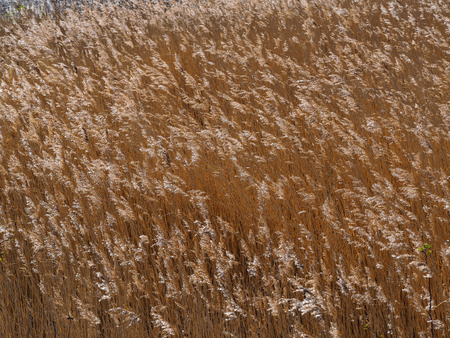 Close crop of golden reed seed heads blowing in the breeze