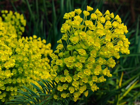 Bright yellow Euphorbia in full flower in spring