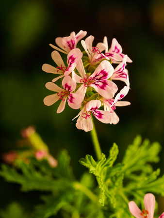 Rose geranium flower (Pelargonium graveolens)