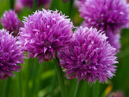 Closeup of pretty purple chive flowers (Allium schoenoprasum)