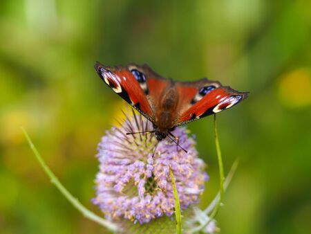 Peacock butterfly feeding on a teasel flower