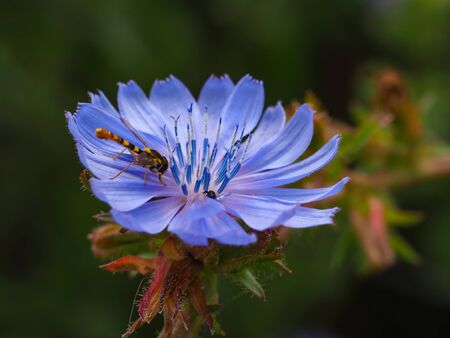 Beautiful blue Chicory flower with a visiting hoverfly