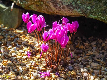 Bright pink Cyclamen flowers growing in a rock gardenの写真素材