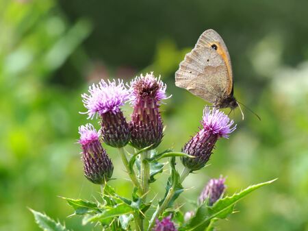 Meadow brown butterfly on a thistle flowerの写真素材