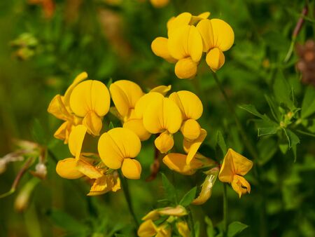 Birds foot trefoil flowers (Lotus corniculatus)の写真素材