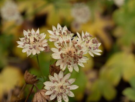 Closeup of Astrantia Buckland flowering in an autumn gardenの写真素材
