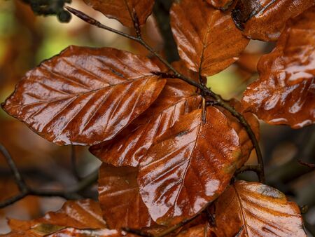 Wet bronze coloured leaves in a beech hedge in autumn