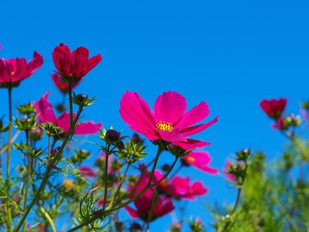 Bright pink Cosmos flowers in a summer garden with a clear blue sky backgroundの写真素材