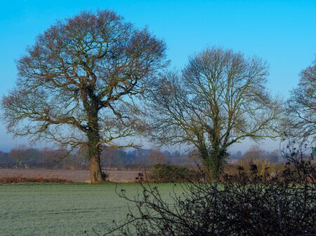 Trees wth bare winter branches in a field on a frosty morning with a blue sky in North Yorkshire,...