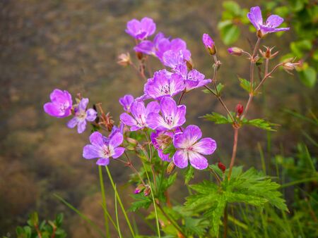 Wild woodland cranesbill geranium, Geranium sylvaticum, with pretty pink flowersの写真素材