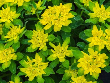 Euphorbia polychroma plant with yellow flowers and green leaves seen from above