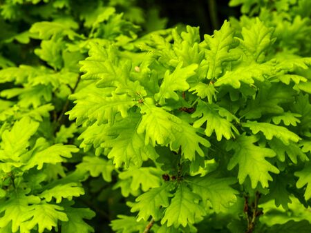 Fresh green leaves on an oak tree branch in spring, North Yorkshire, England