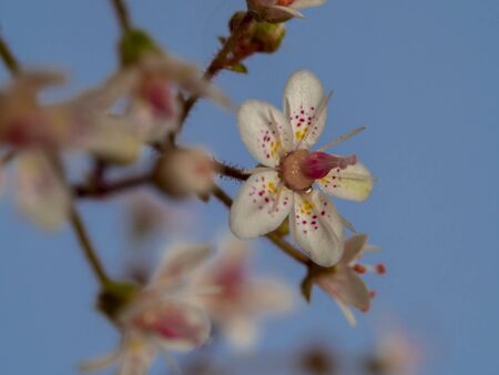 Closeup of a single little London pride flower, Saxifraga x urbium, with a blue sky backgroundの写真素材