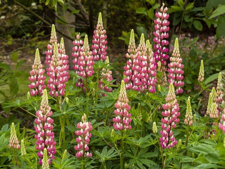 Flower spikes of beautiful pink and white lupins in a gardenの写真素材