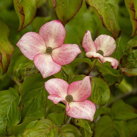 Pretty pink flowers on a garden bush, Cornus kousa Miss Satomiの写真素材