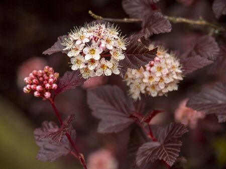 Pretty flowers and buds on a garden ninebark shrub, variety Physocarpus opulifolius Lady in Redの写真素材