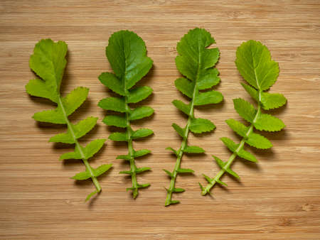 Green leaves of leaf radish Saisai laid on a wooden chopping board