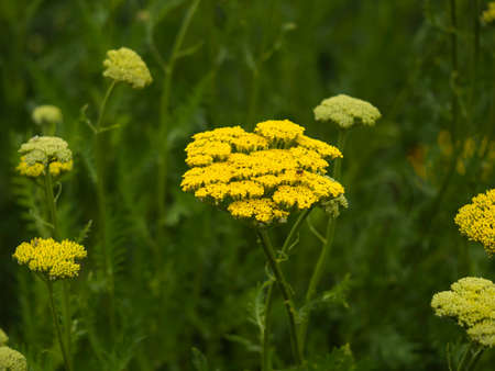 Yellow garden yarrow or Achillea plant flowering in a gardenの写真素材