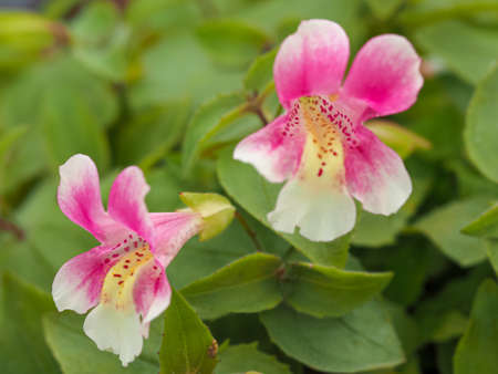Pretty little flowers with pink and yellow petals on a Mimulus naiandinus plantの写真素材