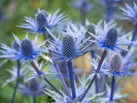 Closeup of the flowers and bracts of sea holly, Eryngium x zabelii variety Big Blueの写真素材