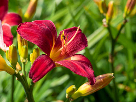 Closeup of a dark pink Hemerocallis daylily flower in a garden, variety Mountain Laurelの写真素材