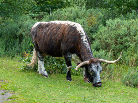 Magnificent English longhorn cow grazing on a grass vergeの写真素材