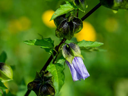 Pretty bud just opening on Nicandra phasalodes, also known as apple of Peru and shoofly plantの写真素材