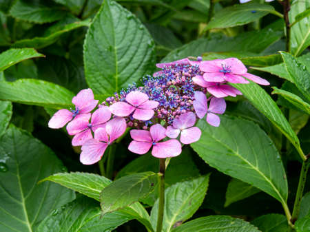Pretty pink and blue flowers and green leaves on a Hydrangea bush