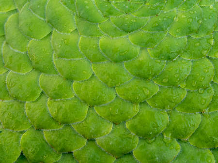 Closeup of the pattern formed by the overlapping green leaves of the succulent plant Aeonium...