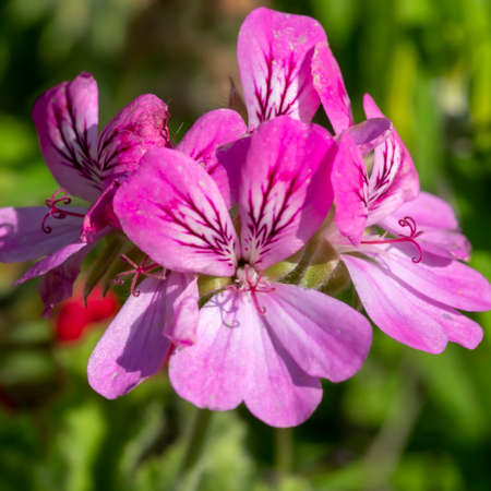 Pretty pink rose geranium Pelargonium flowers in a gardenの写真素材