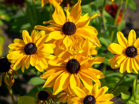 Bright yellow Rudbeckia hirta coneflowers, variety Gloriosa, in a gardenの写真素材