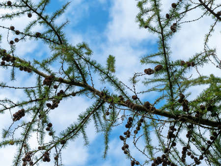 Looking up through the branches of a pine tree with cones to a blue sky with white cloudsの写真素材