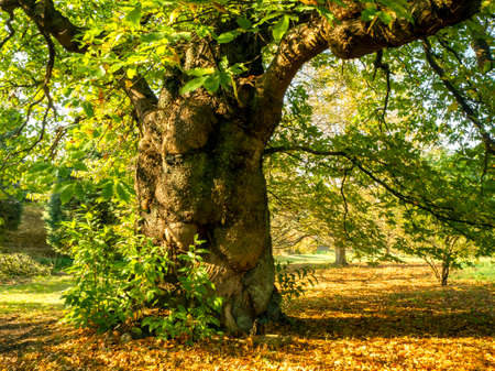 Impressive and beautiful ancient sweet chestnut tree in autumn sunlight in the Yorkshire Arboretum,...