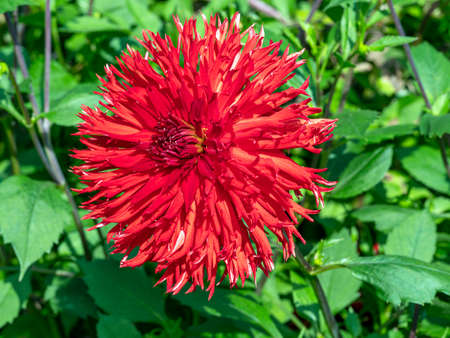 Closeup of a beautiful large frilly red Dahlia bloom and green leaves in a gardenの写真素材