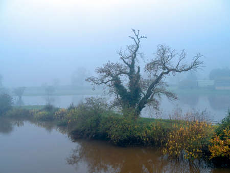 Bare ancient winter tree reflected in flood water in fields at Bishopthorpe near York, England, on a misty November morningの写真素材