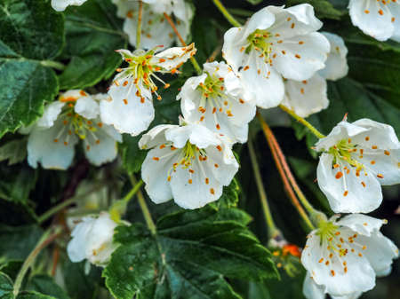 Closeup of pretty white spring blossom and green leaves on a hawthorn, Crataegus, bush