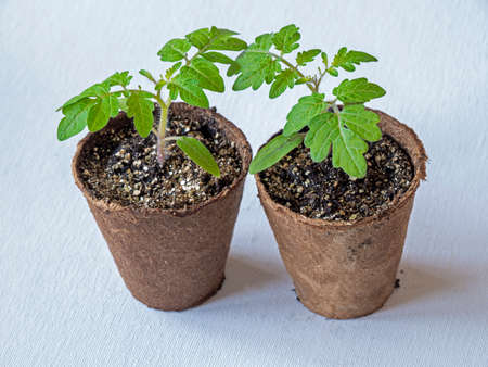 Two tomato seedlings, variety House, growing in fibre pots on a white backgroundの写真素材