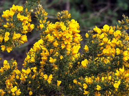 Gorse bush with yellow flowers in springの写真素材