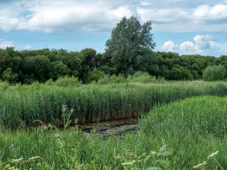 Wetlands and vegetation at Tophill Low Nature Reserve, East Yorkshire, England
