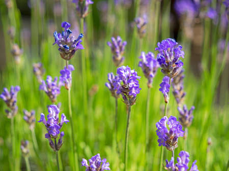 Closeup of lavender flowers in a garden