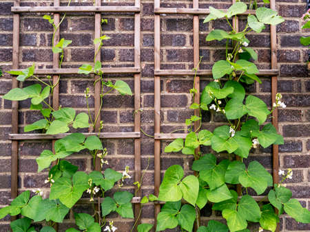 Runner bean plants climbing on a wooden trellisの素材 [FY310172295513]