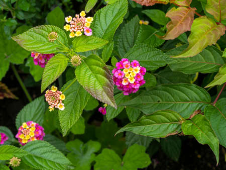 Pretty common Lantana plant flowers and leaves