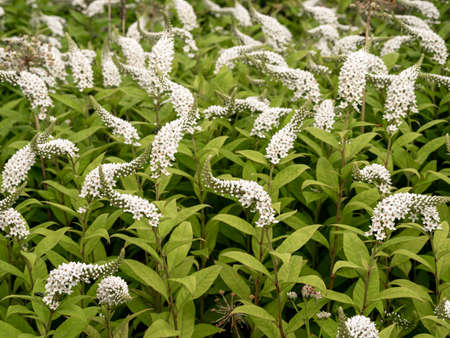 White flower spikes of gooseneck loosestrife, Lysimachia clethroidesの写真素材