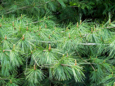 Flowers and green needles on a pine tree branch